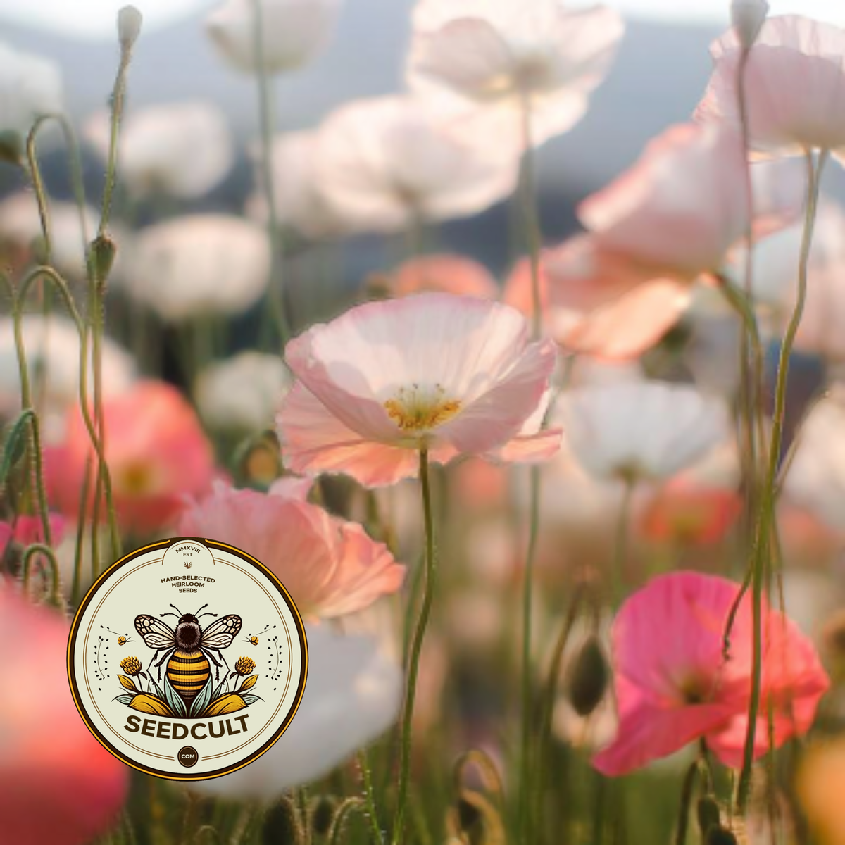 Iceland Poppy Seeds, Papaver Nudicaule, Red, Orange, Pink, Rose, Yellow, White, Bi-color, Perennial/Annual, Fall Planting PN802CR