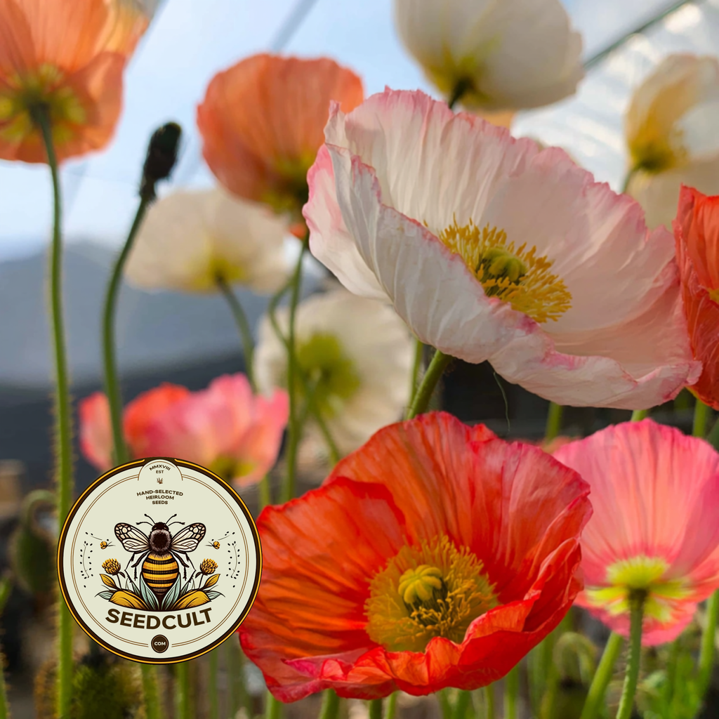 Iceland Poppy Seeds, Papaver Nudicaule, Red, Orange, Pink, Rose, Yellow, White, Bi-color, Perennial/Annual, Fall Planting PN802CR