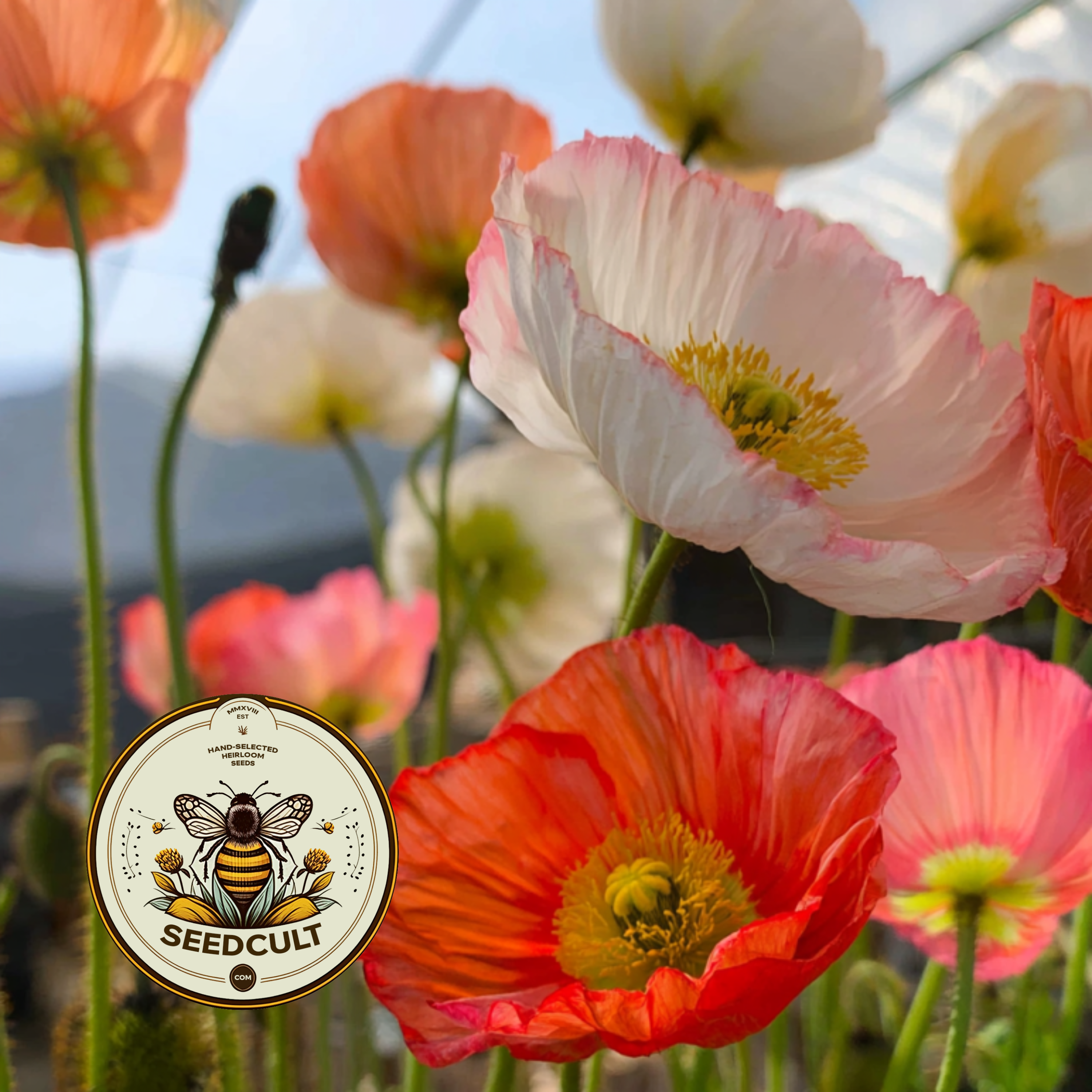 Iceland Poppy Seeds, Papaver Nudicaule, Red, Orange, Pink, Rose, Yellow, White, Bi-color, Perennial/Annual, Fall Planting PN802CR