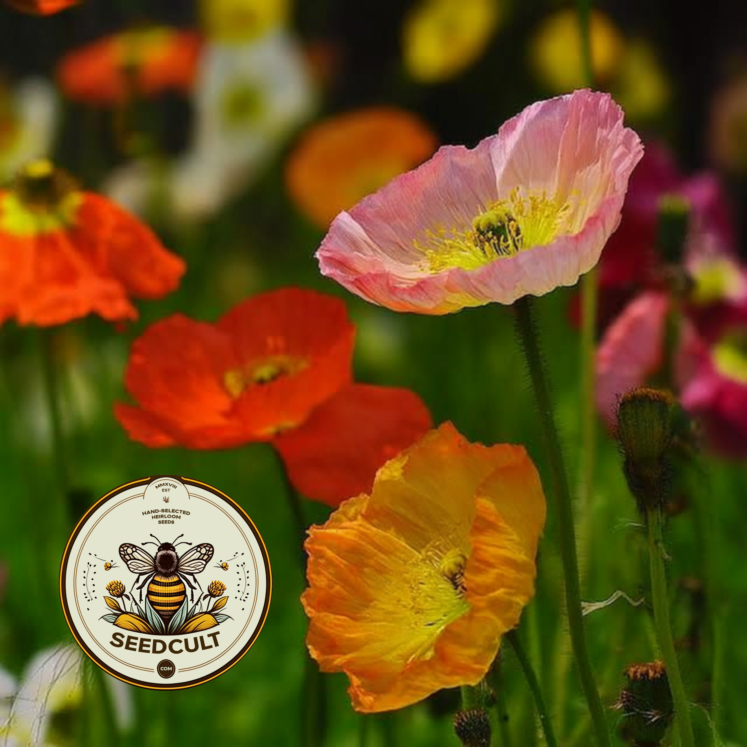 Iceland Poppy Seeds, Papaver Nudicaule, Red, Orange, Pink, Rose, Yellow, White, Bi-color, Perennial/Annual, Fall Planting PN802CR