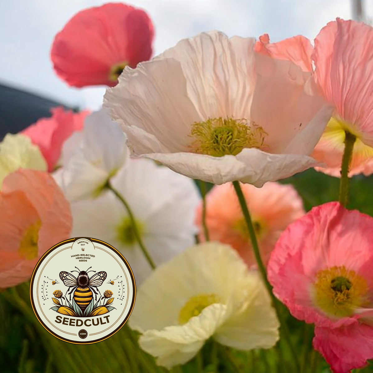 Iceland Poppy Seeds, Papaver Nudicaule, Red, Orange, Pink, Rose, Yellow, White, Bi-color, Perennial/Annual, Fall Planting PN802CR