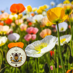 Iceland Poppy Seeds, Papaver Nudicaule, Red, Orange, Pink, Rose, Yellow, White, Bi-color, Perennial/Annual, Fall Planting PN802CR