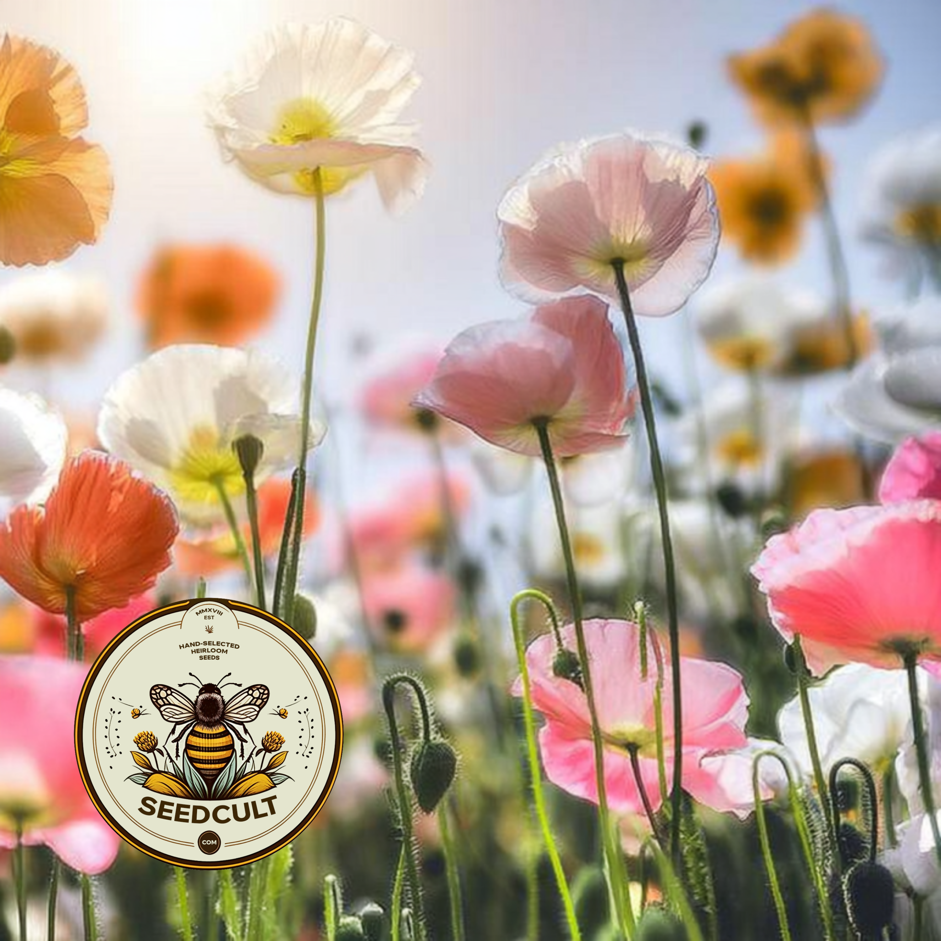Iceland Poppy Seeds, Papaver Nudicaule, Red, Orange, Pink, Rose, Yellow, White, Bi-color, Perennial/Annual, Fall Planting PN802CR
