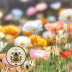 Iceland Poppy Seeds, Papaver Nudicaule, Red, Orange, Pink, Rose, Yellow, White, Bi-color, Perennial/Annual, Fall Planting PN802CR