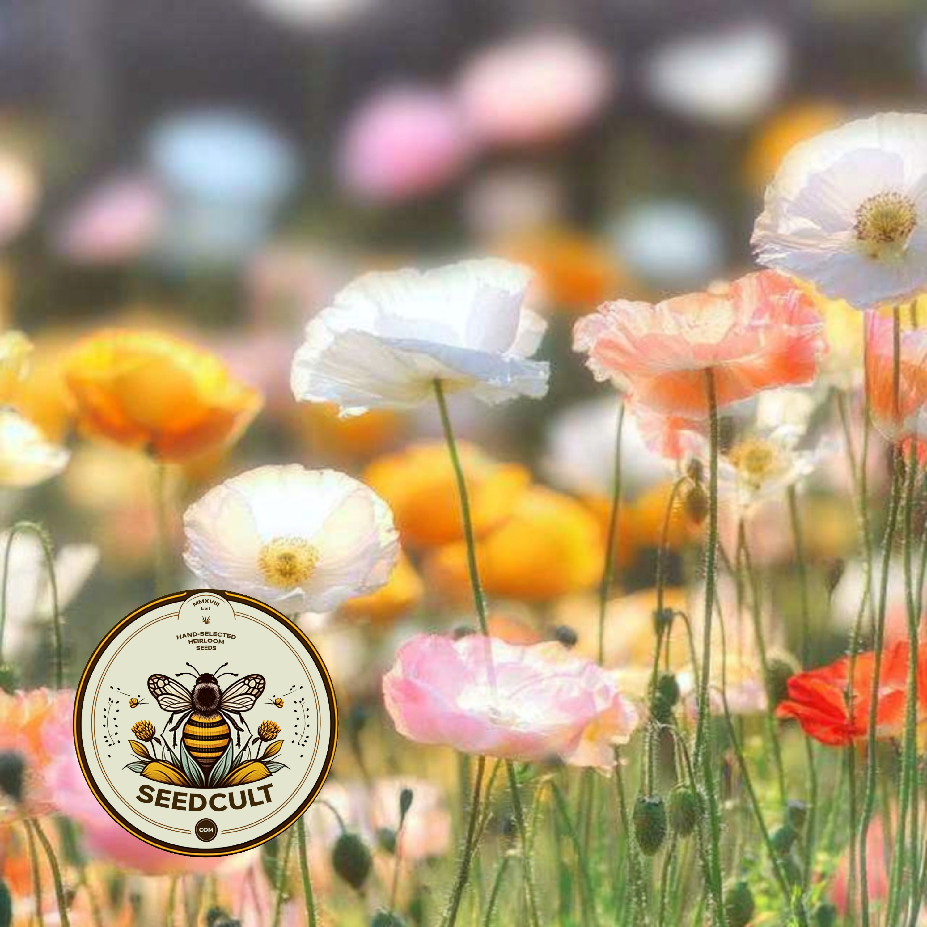Iceland Poppy Seeds, Papaver Nudicaule, Red, Orange, Pink, Rose, Yellow, White, Bi-color, Perennial/Annual, Fall Planting PN802CR
