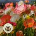 Iceland Poppy Seeds, Papaver Nudicaule, Red, Orange, Pink, Rose, Yellow, White, Bi-color, Perennial/Annual, Fall Planting PN802CR