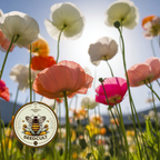 Iceland Poppy Seeds, Papaver Nudicaule, Red, Orange, Pink, Rose, Yellow, White, Bi-color, Perennial/Annual, Fall Planting PN802CR