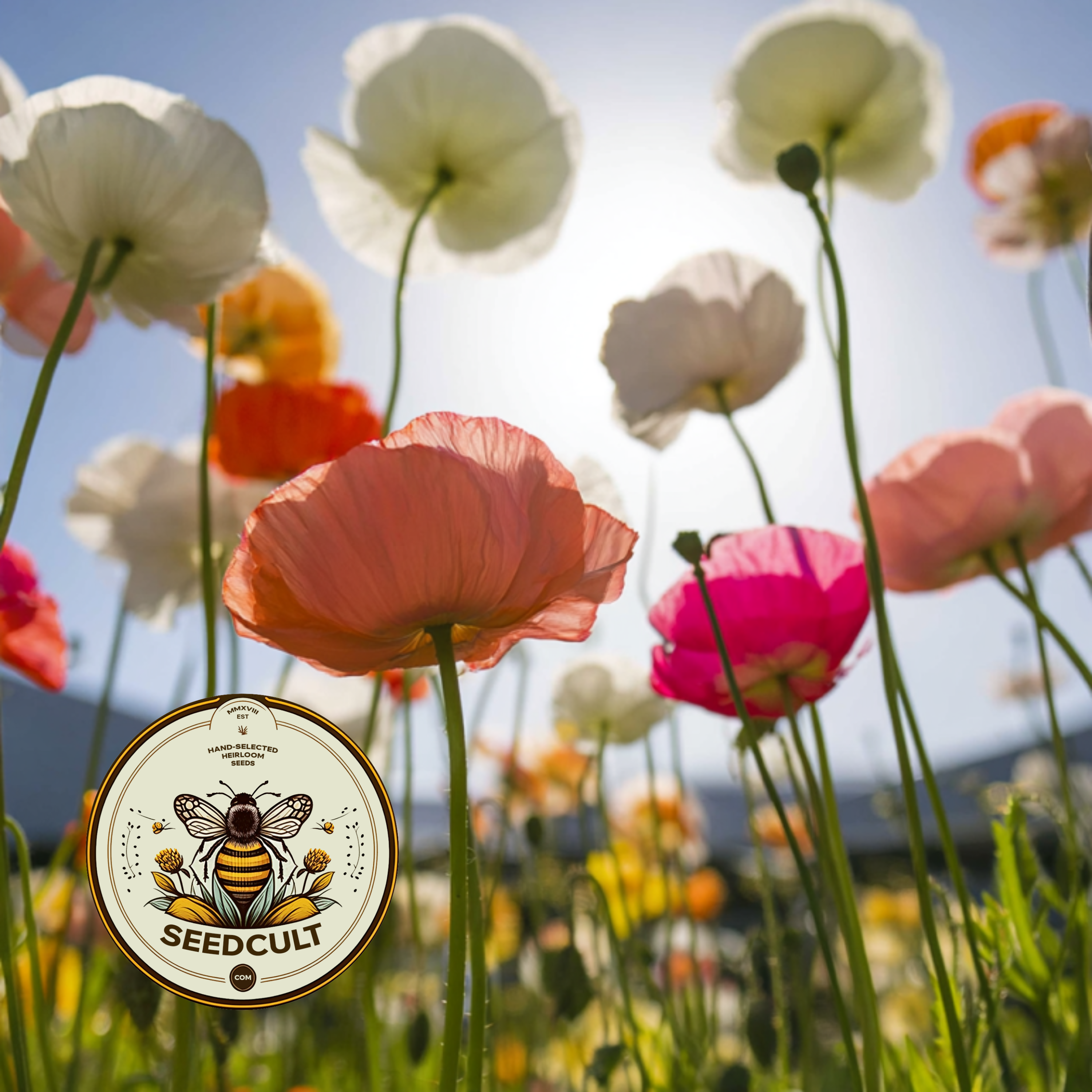 Iceland Poppy Seeds, Papaver Nudicaule, Red, Orange, Pink, Rose, Yellow, White, Bi-color, Perennial/Annual, Fall Planting PN802CR