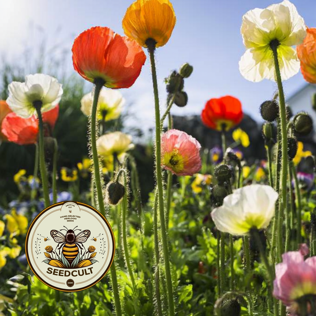 Iceland Poppy Seeds, Papaver Nudicaule, Red, Orange, Pink, Rose, Yellow, White, Bi-color, Perennial/Annual, Fall Planting PN802CR