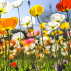 Iceland Poppy Seeds, Papaver Nudicaule, Red, Orange, Pink, Rose, Yellow, White, Bi-color, Perennial/Annual, Fall Planting PN802CR