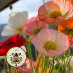 Iceland Poppy Seeds, Papaver Nudicaule, Red, Orange, Pink, Rose, Yellow, White, Bi-color, Perennial/Annual, Fall Planting PN802CR