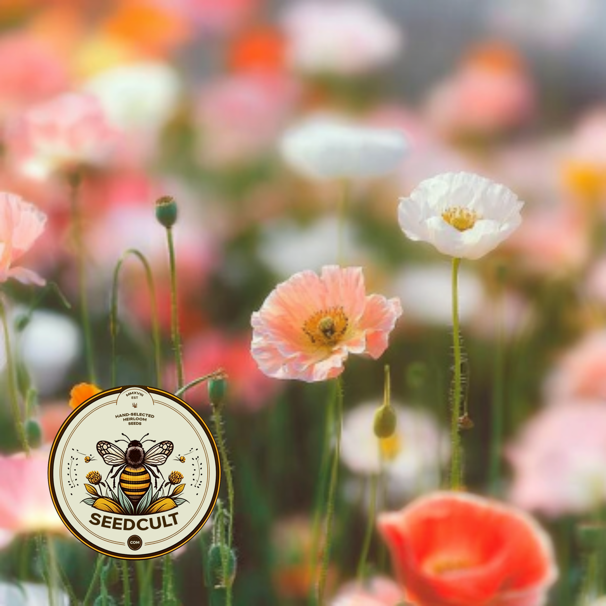 Iceland Poppy Seeds, Papaver Nudicaule, Red, Orange, Pink, Rose, Yellow, White, Bi-color, Perennial/Annual, Fall Planting PN802CR