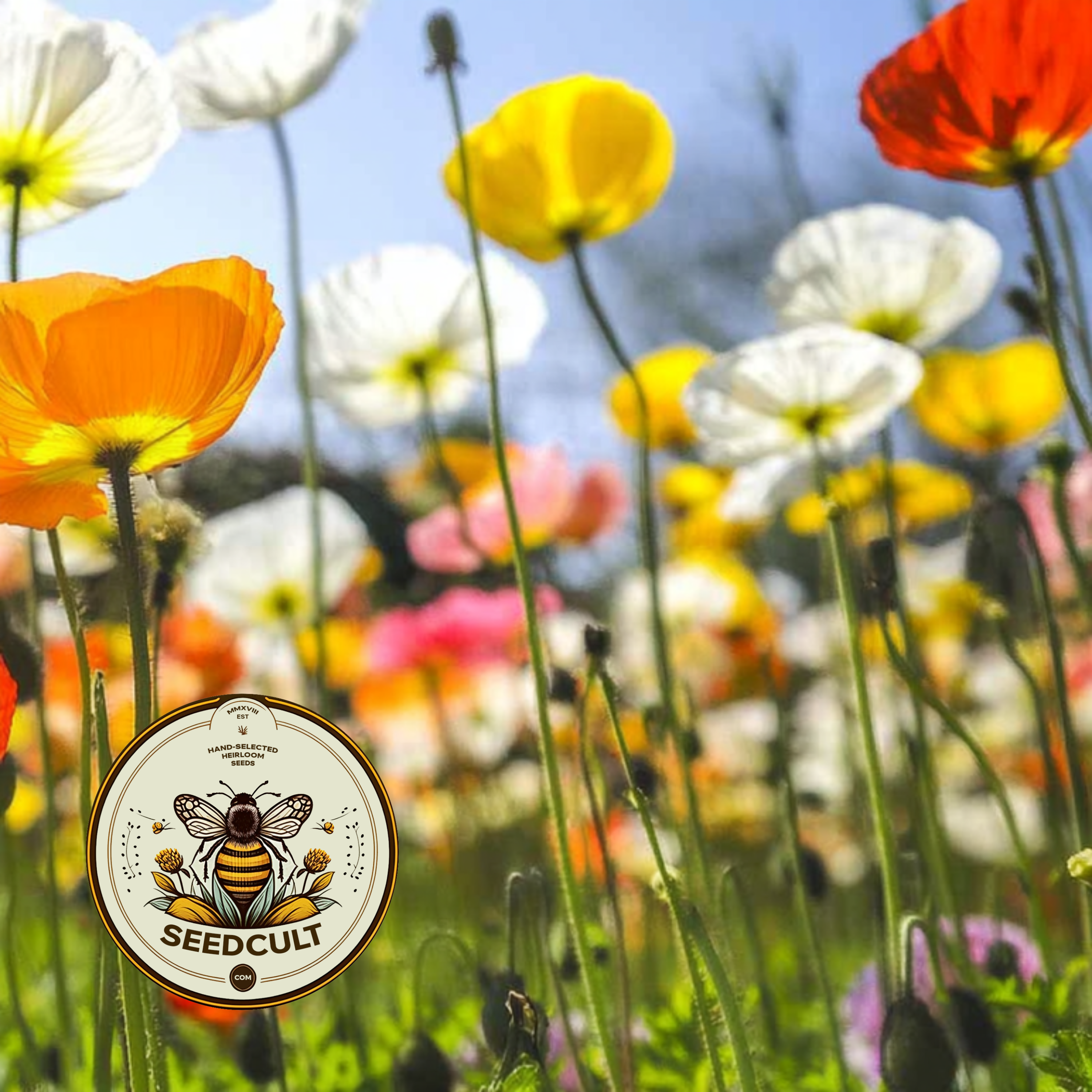 Iceland Poppy Seeds, Papaver Nudicaule, Red, Orange, Pink, Rose, Yellow, White, Bi-color, Perennial/Annual, Fall Planting PN802CR
