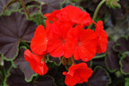Black Velvet Red Geranium Seeds, 10 Coated Seeds PZ4110