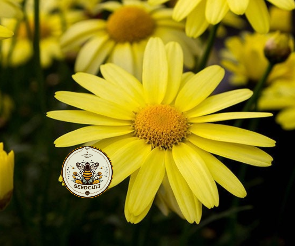 Arnica Montana Seeds, Organic Mountain Tobacco, Herbal Medicinal AR6020