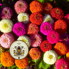Lilliput Dwarf Zinnia Mix Seeds, Rainbow Mix, Zinnia Elegans, ZE061C