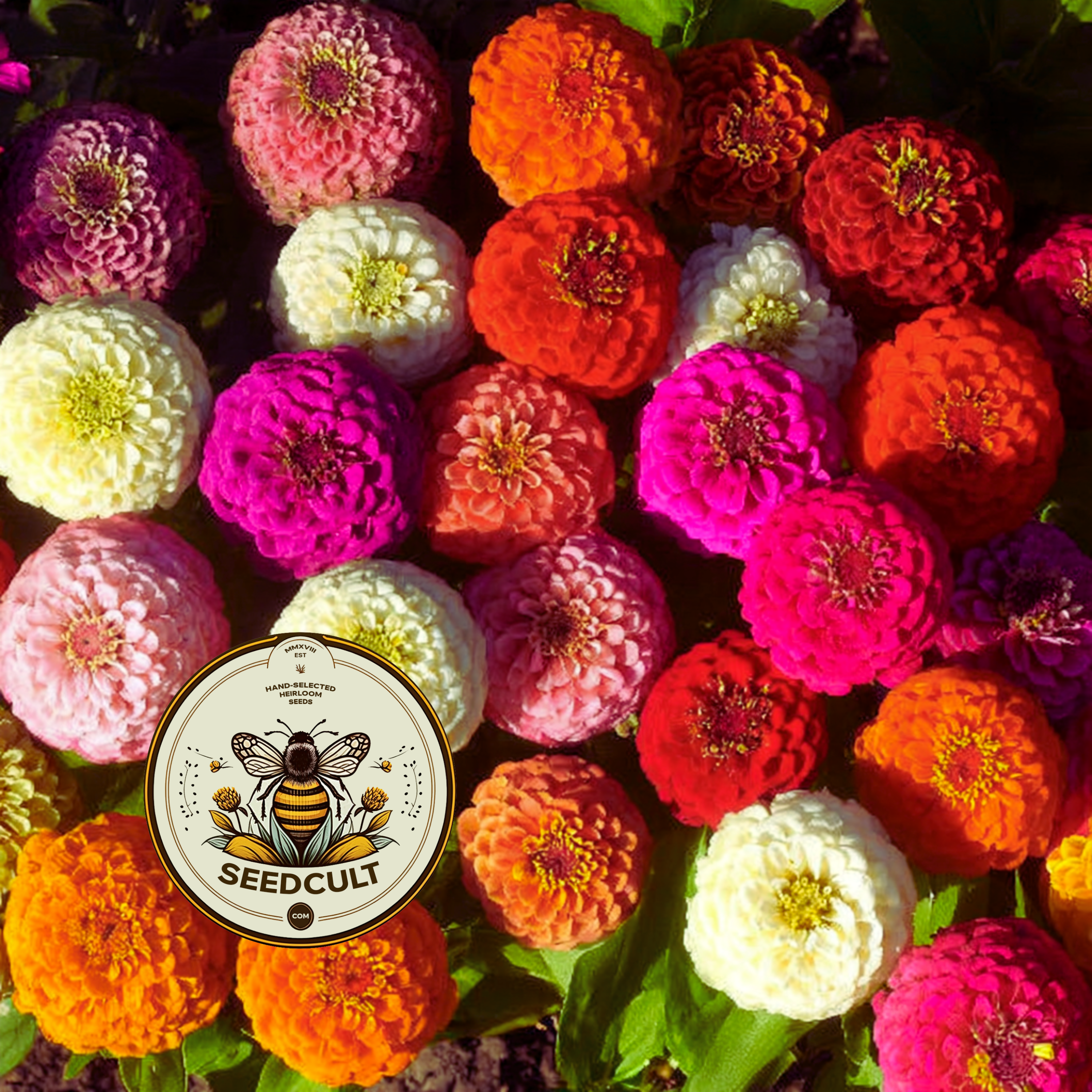 Lilliput Dwarf Zinnia Mix Seeds, Rainbow Mix, Zinnia Elegans, ZE061C