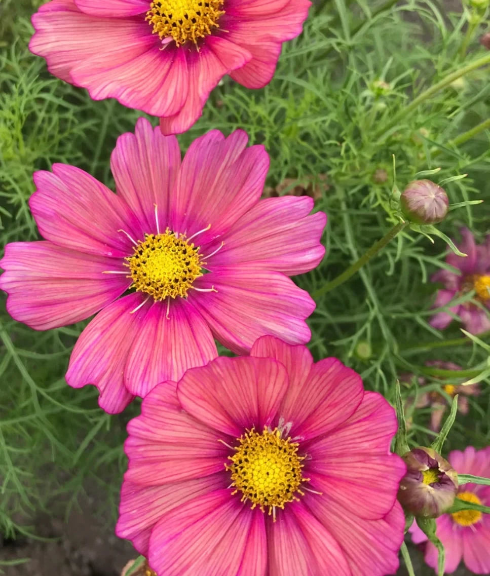 Xsenia Cosmos Seeds, Cosmos Bippinatus CO1125