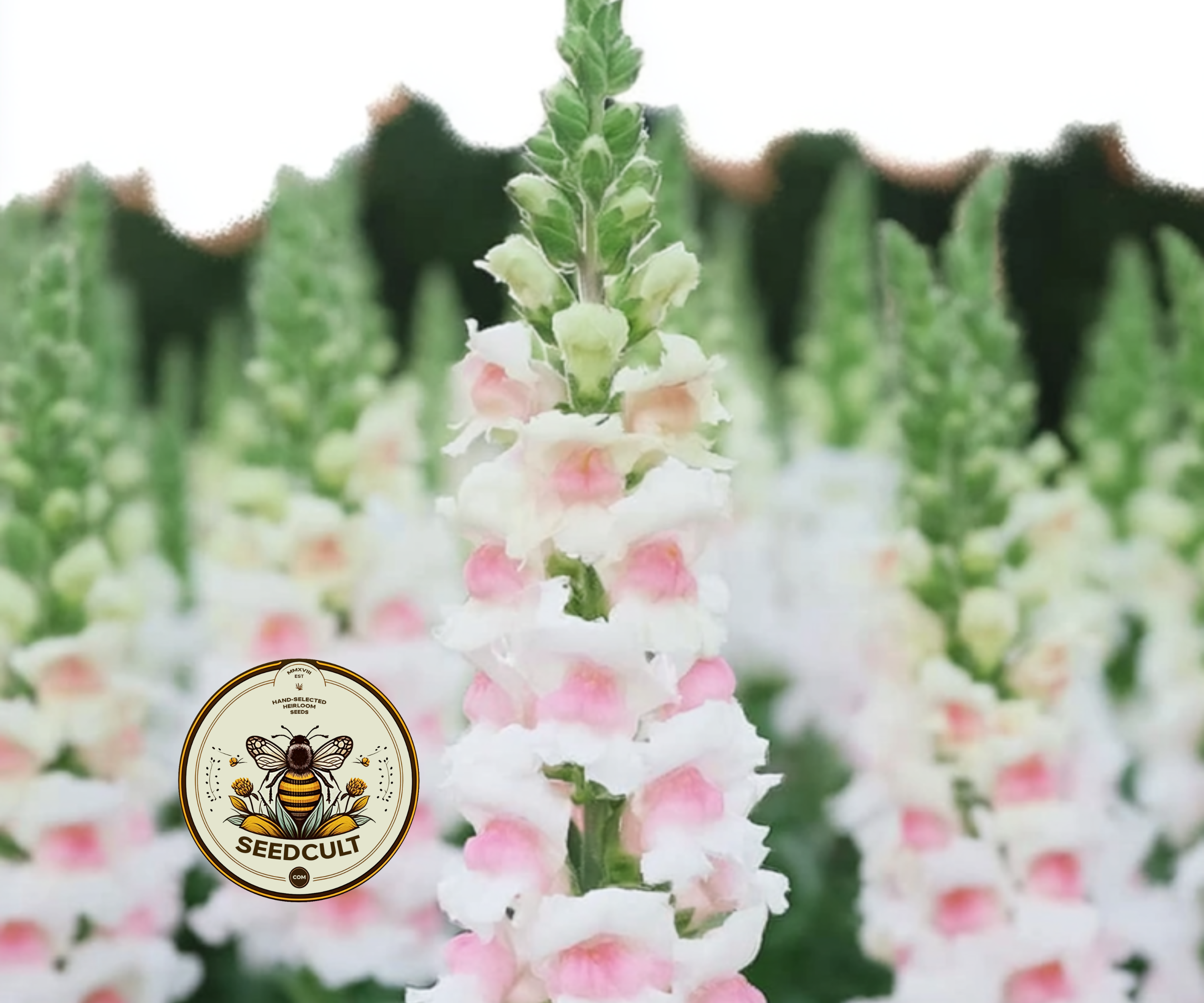 Potomac Appleblossom Snapdragon Seeds, Antirrhinum majus AN7625P