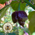 Purple Death Pepper Seeds, Capsicum chinense CH4805