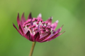 Astrantia Major Primadonna Seeds, Masterwort, Hattie’s Pincushion AS0220
