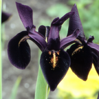 Black Gold Iris Seeds, Iris chrysographes IR0310
