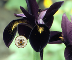 Black Gold Iris Seeds, Iris chrysographes IR0310