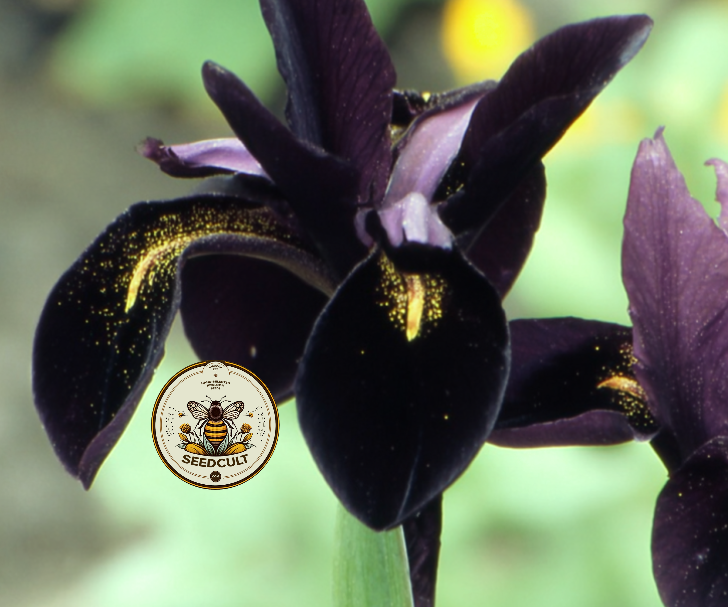 Black Gold Iris Seeds, Iris chrysographes IR0310
