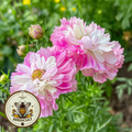 Double Click Pink Bicolor Cosmos Seeds, Cosmos Bippinatus CO1525