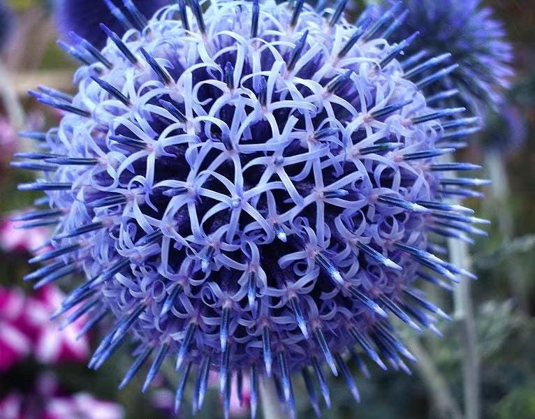 Giant Globe Thistle Seeds, Huge Echinops Bannaticus, EC4220