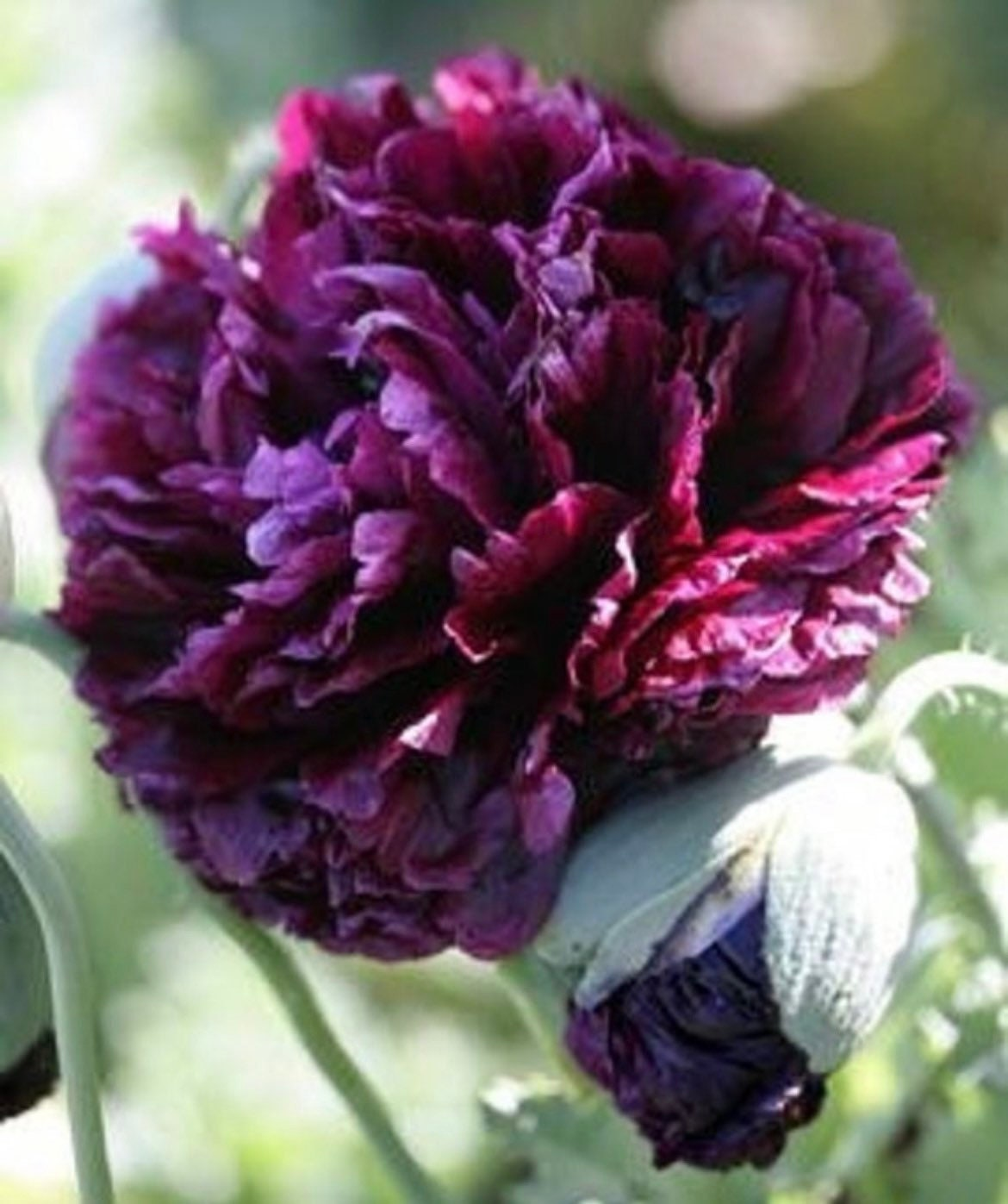 Double Purple Peony Poppy Seeds, Papaver Paeoniflorum, PS393CR