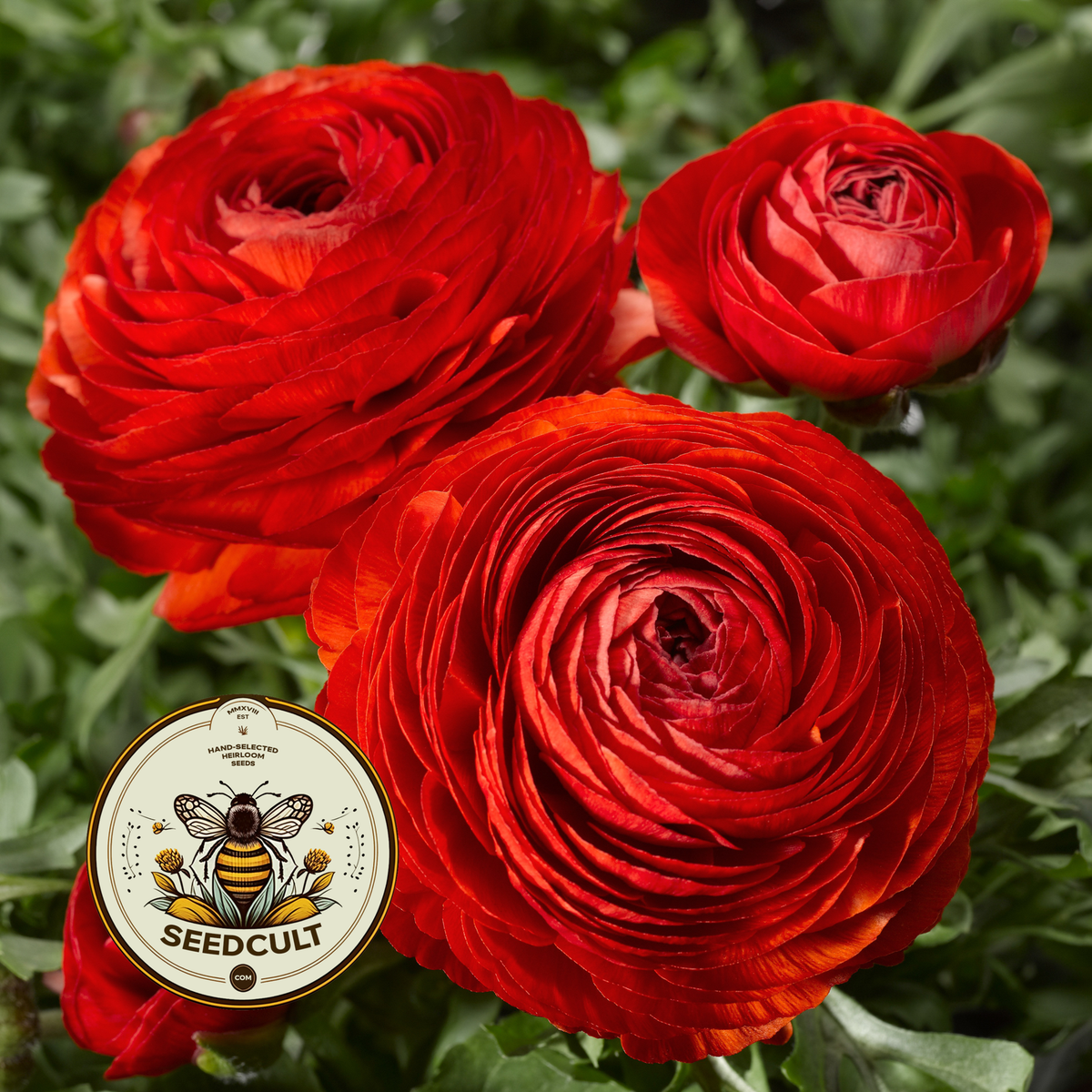 Red Mache Buttercup Seeds, Ranunculus asiaticus RN0320
