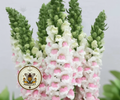 Potomac Appleblossom Snapdragon Seeds, Antirrhinum majus AN7625P