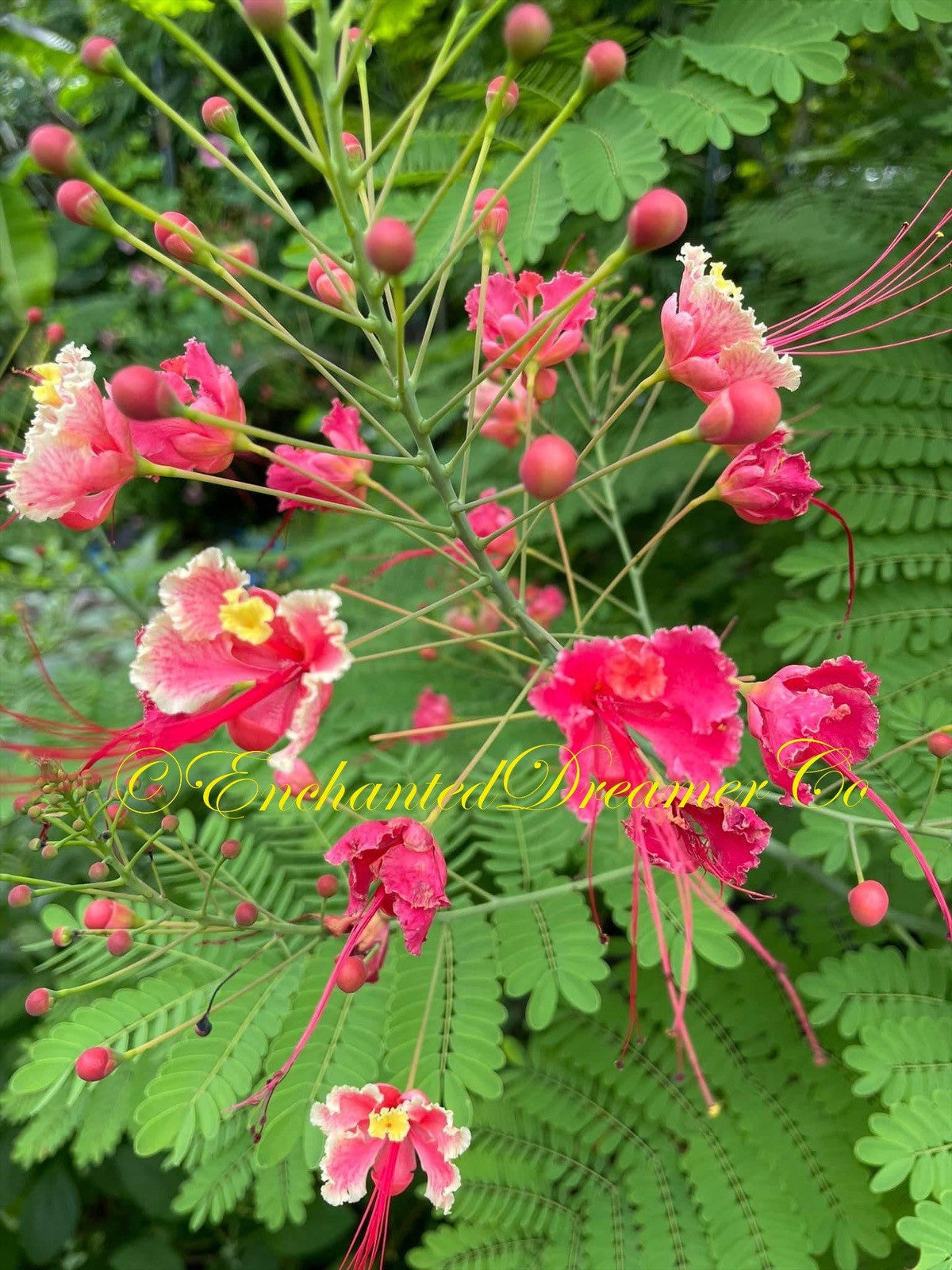 Rare Pink Dwarf Poinciana Seeds, Pride of Barbados, Peacock Flower, Caesalpinia Pulcherrima CP9005