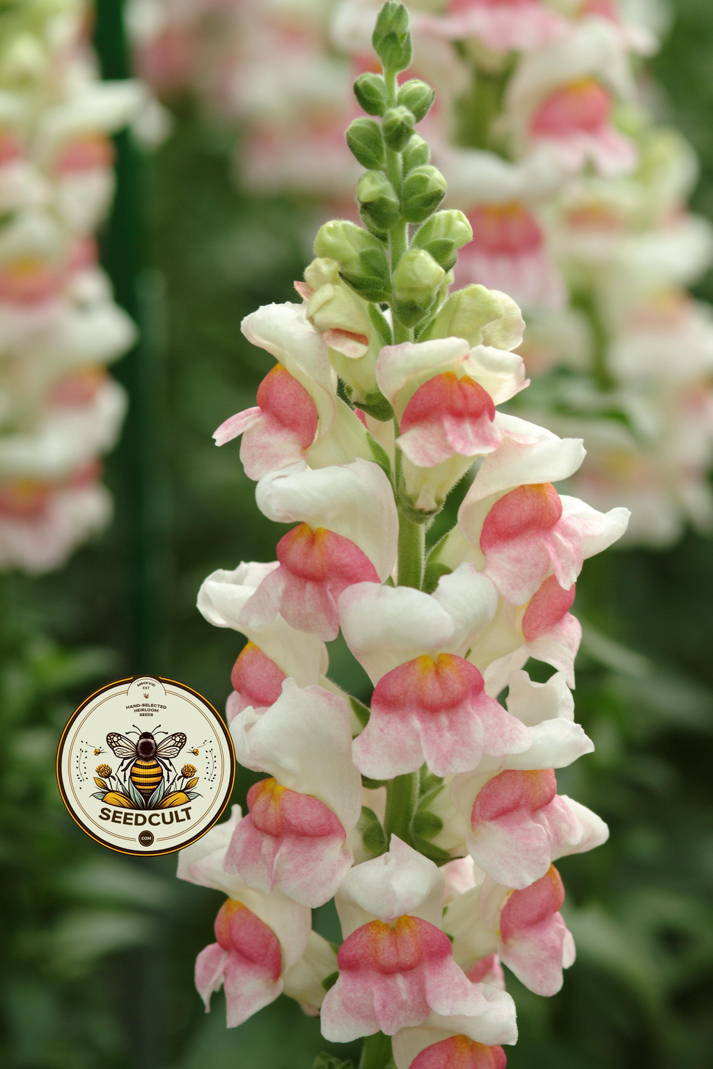 Potomac Appleblossom Snapdragon Seeds, Antirrhinum majus AN7625P