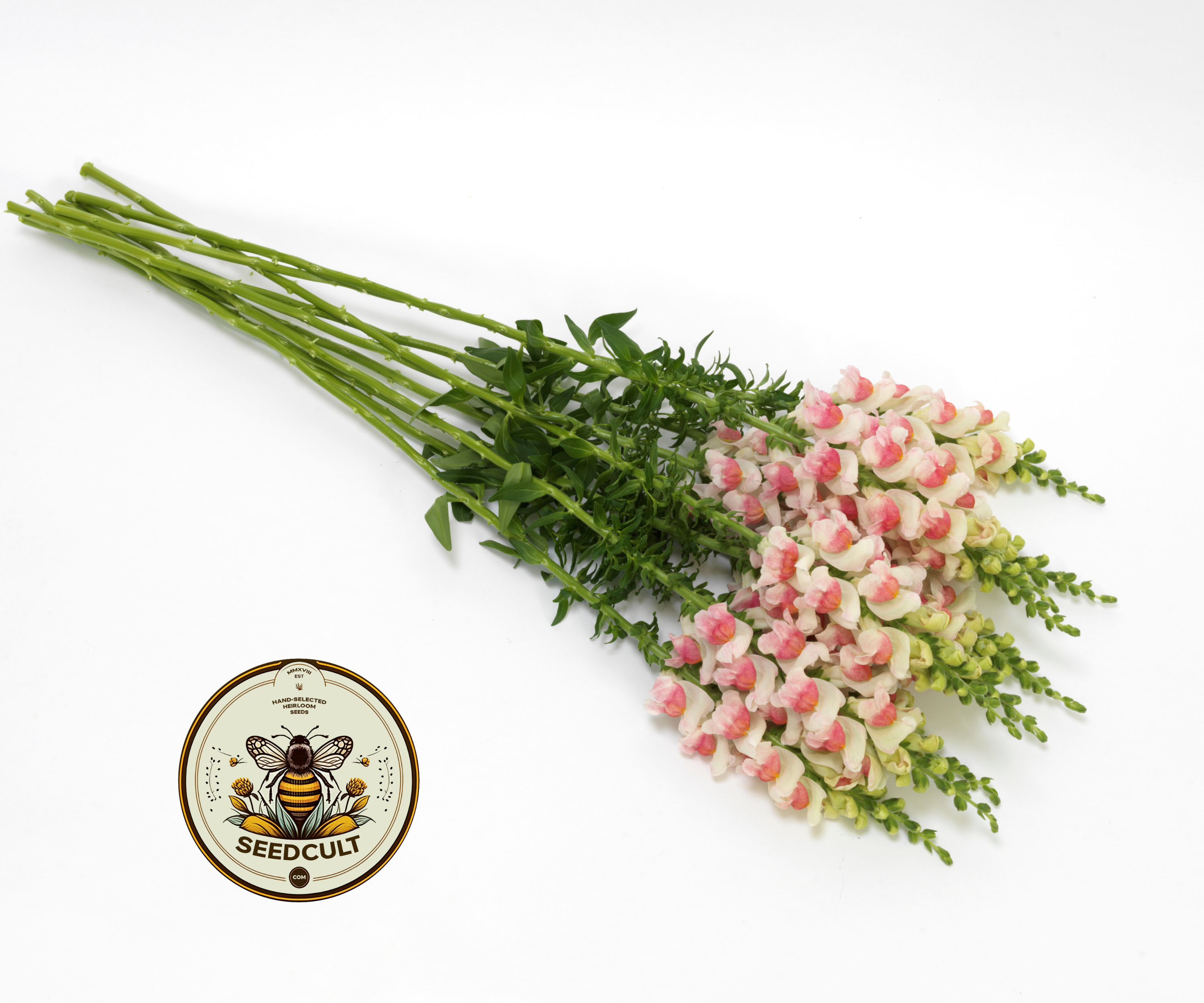 Potomac Appleblossom Snapdragon Seeds, Antirrhinum majus AN7625P