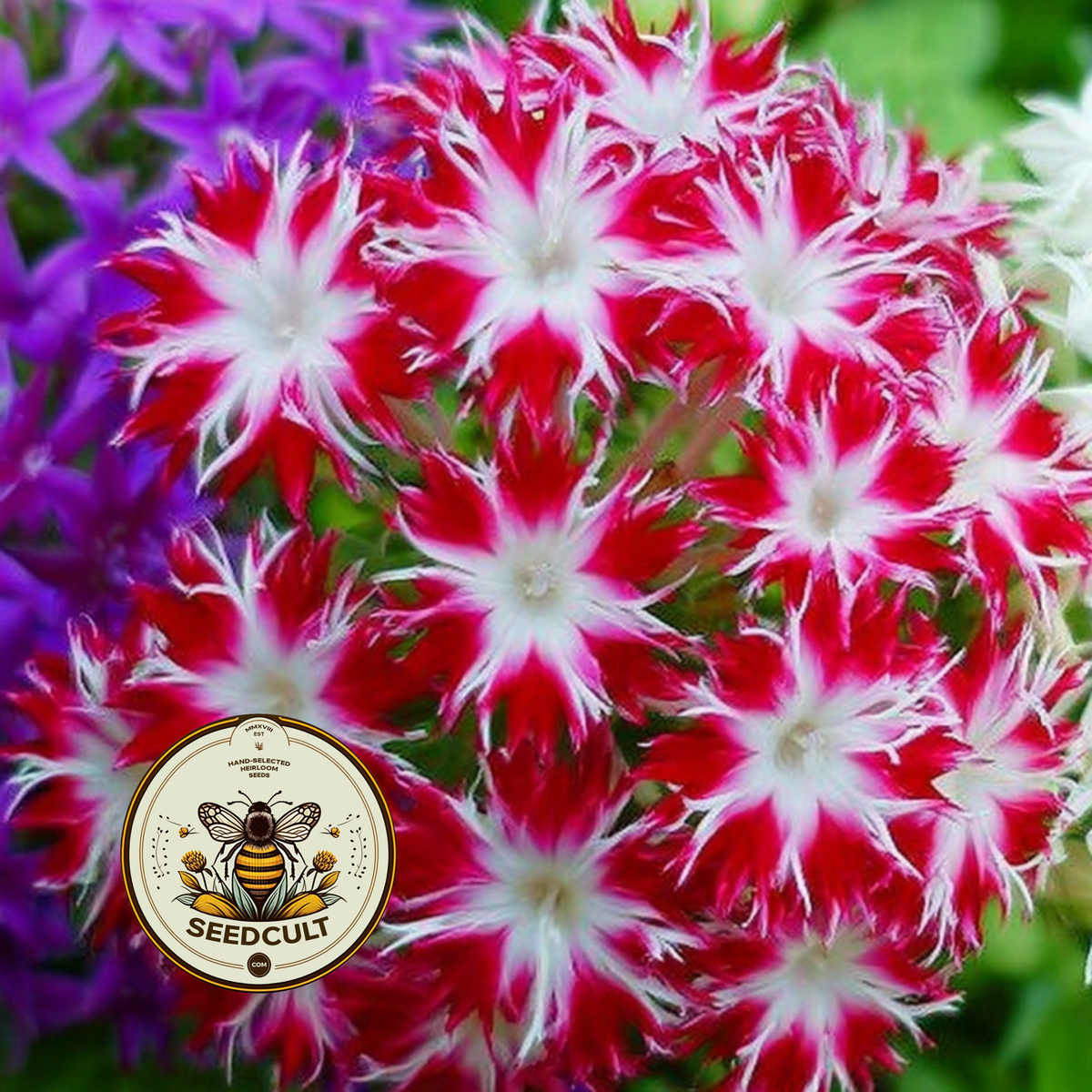 Twinkle Mix Phlox Seeds, Phlox drummondii PH5550