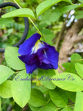 Organic Double Butterfly Pea Seeds, Clitoria Ternatea CL0210