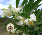 Tagasaste Seeds, Chamaecytisus palmensis CY8025