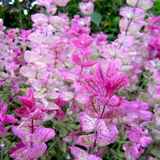 Pink Sunday Sage Seeds, Salvia viridis SA031C