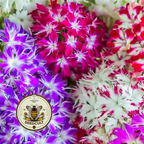 Twinkle Mix Phlox Seeds, Phlox drummondii PH5550
