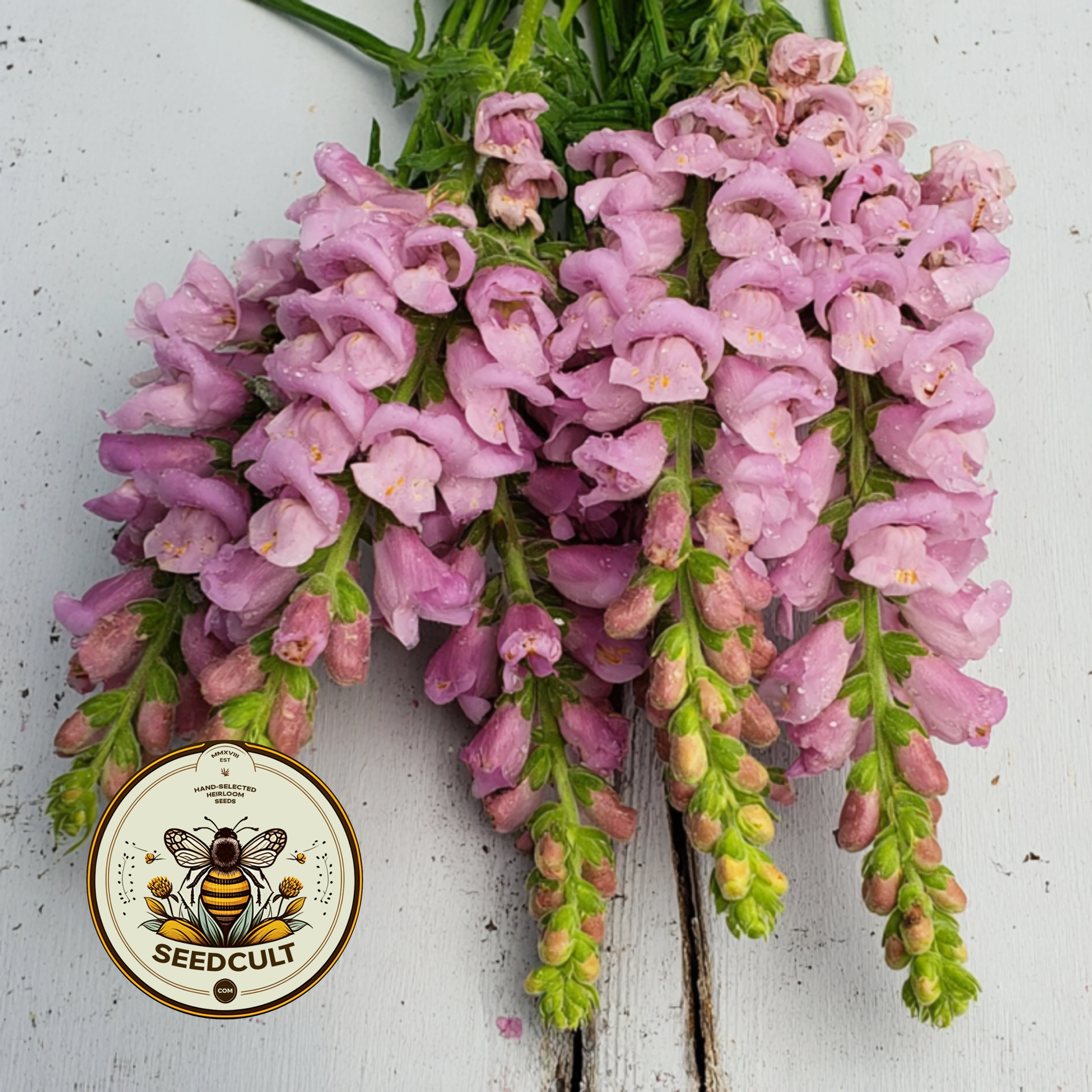 Avignon Lavender Snapdragon Seeds, Antirrhinum majus AN7425