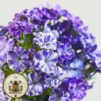 Sugar Stars Phlox Seeds, Phlox drummondii PH5450