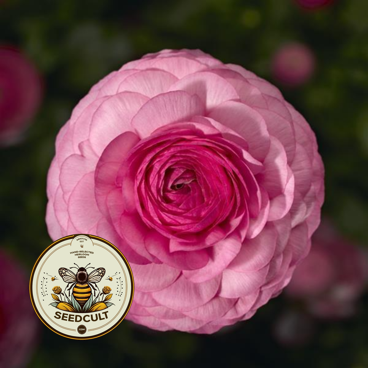 Pink Mache Buttercup Seeds, Ranunculus asiaticus RN0420