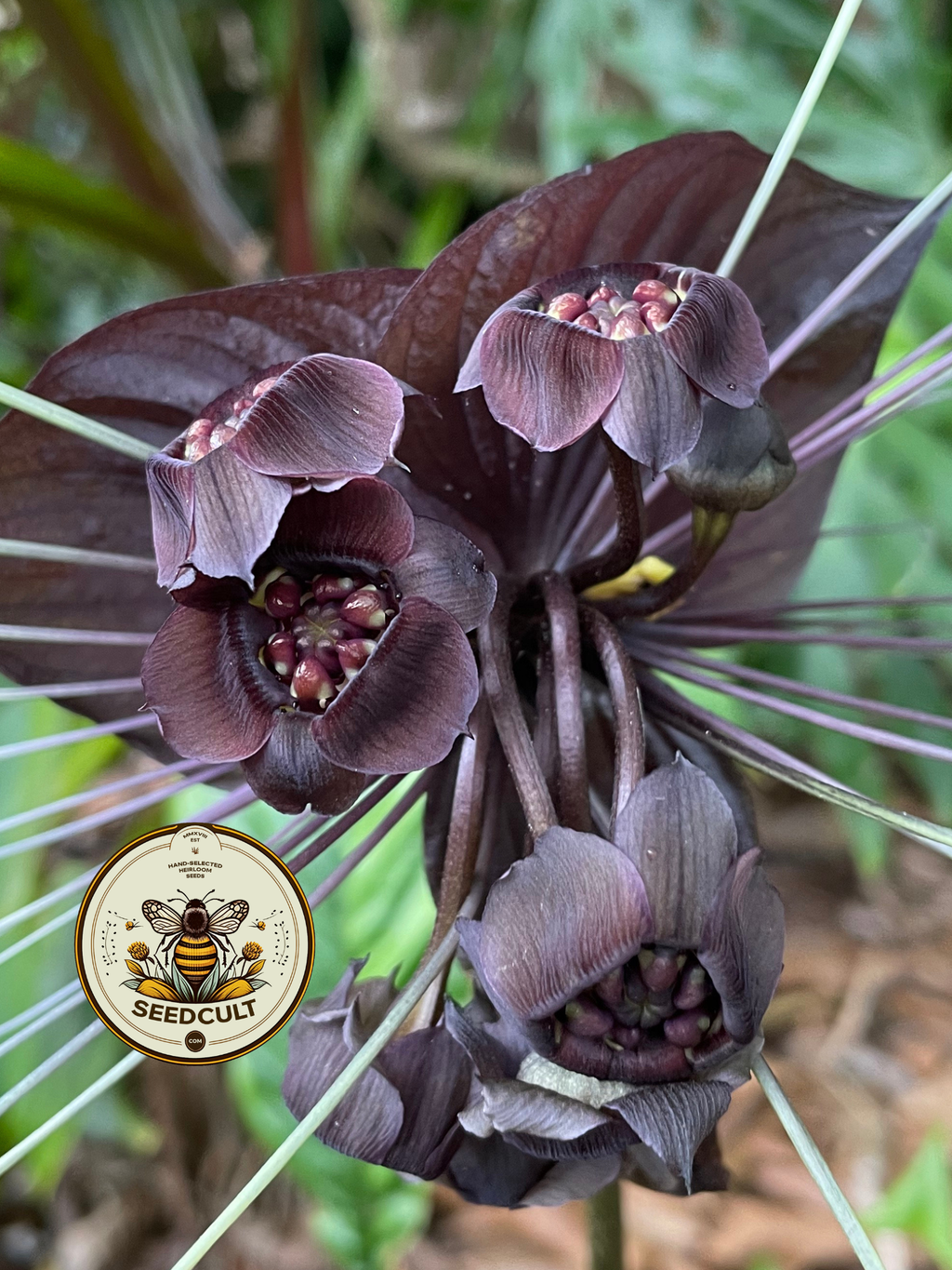 Black Bat Flower Seeds, Tacca chantrieri TC0205