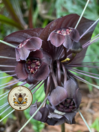 Black Bat Flower Seeds, Tacca chantrieri TC0205