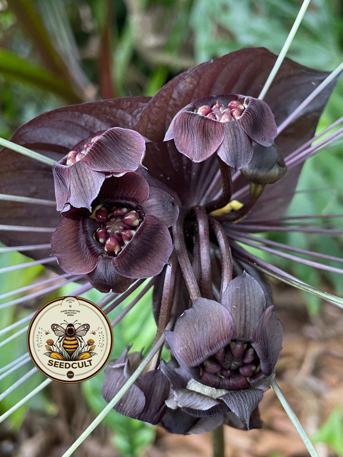 Black Bat Flower Seeds, Tacca chantrieri TC0205
