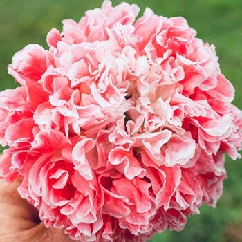50 Frosted Salmon Poppy Seeds, Floral Poppies, PS3750R