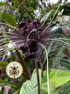 Black Bat Flower Seeds, Tacca chantrieri TC0205