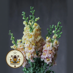 Snapstar Champagne Snapdragon Seeds, Antirrhinum majus AN7525